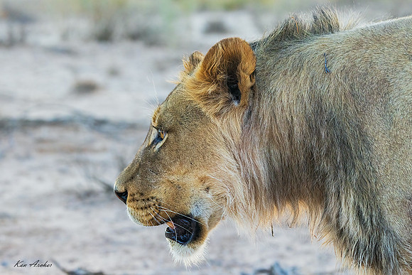 AFBL00093 - Black-maned Lion