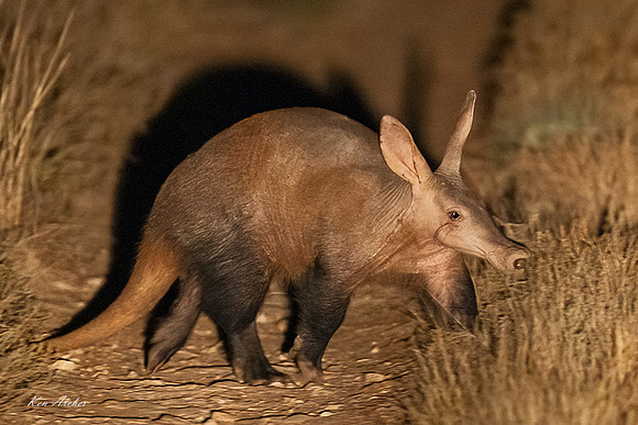 AFAK00012 - Aardvark