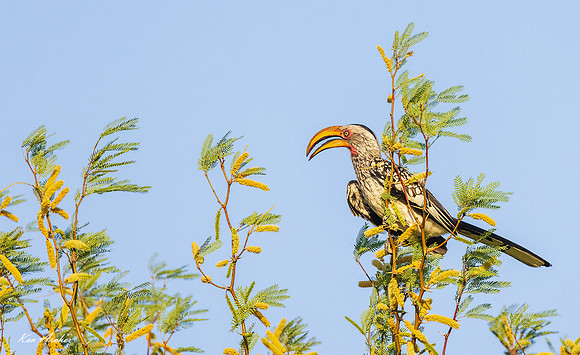 AFBC00091 - Sorthern Yellow-billed Hornbill