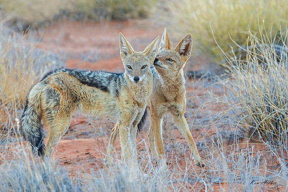 AFBJ00010 - Black-backed Jackal