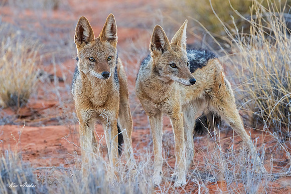 AFBJ00169 - Black-backed Jackal