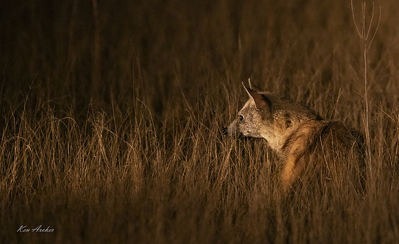 AFAW00043 - Aardwolf
