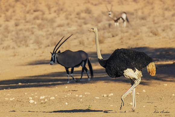 AFOH00073 - Ostrich