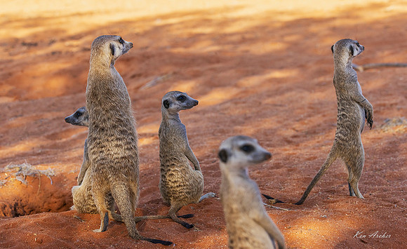 AFMT00134 - Meerkat