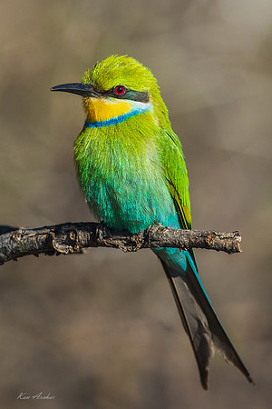 AFSB00089 - Swallow-tailed Bee-eater