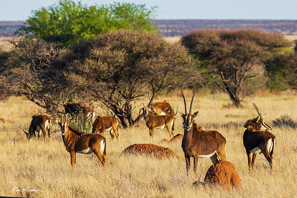 AFSA00152 - Sable Antelope