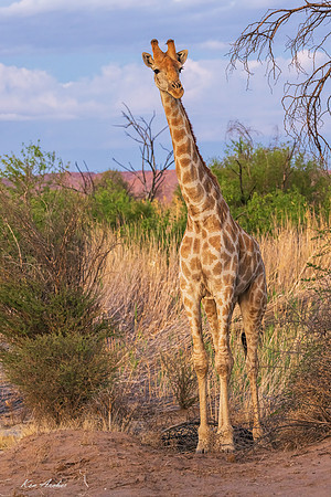 AFGF00105 - Giraffe