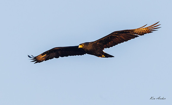 AFBE00023 - Black Eagle