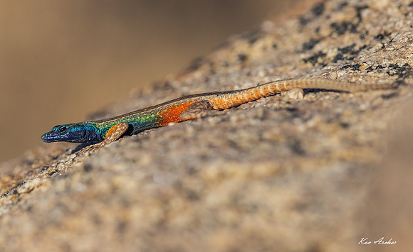 AFFL00018 - Broadley's Flat Lizard