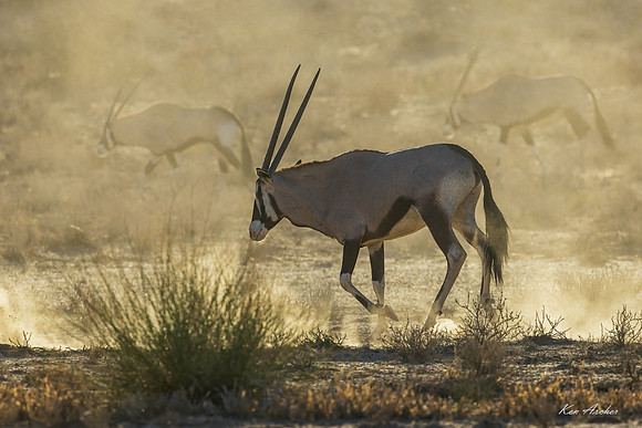 AFGK00173 - Gemsbok
