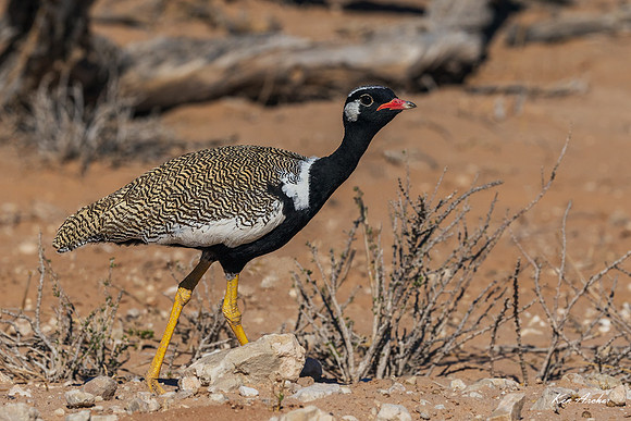 AFBC00015 - Northern Black Korhaan