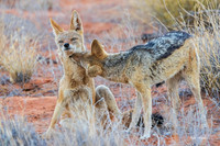 AFBJ00157 - Black-backed Jackal