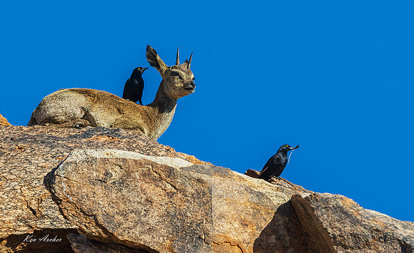 AFKR00033 - Klipspringer