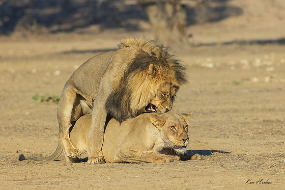 AFBL00207 - Black-maned Lion
