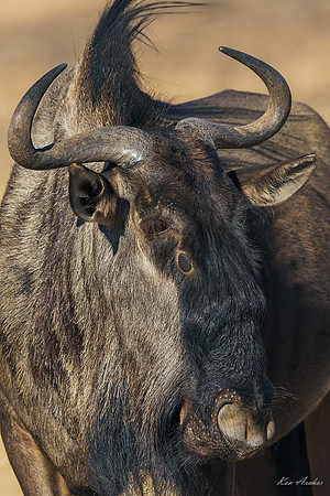 AFBW00088 - Blue Wildebeest