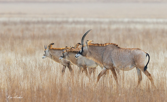 AFRA00086 - Roan Antelope