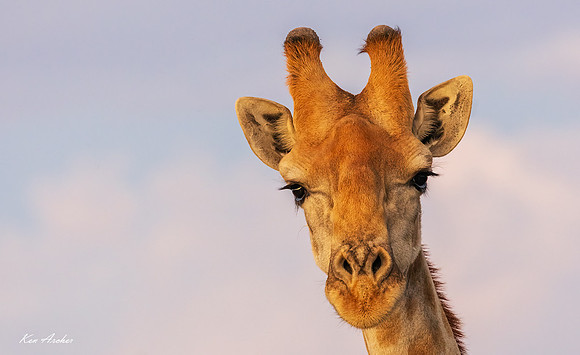 AFGF00113 - Giraffe