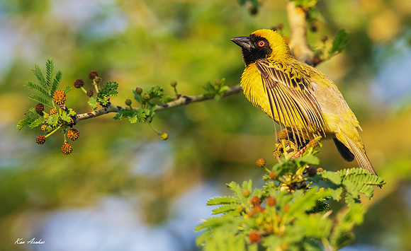 AFSW00041 - Southern Masked Weaver