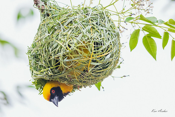 AFSW00224 - Southern Masked Weaver