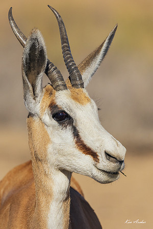 AFSP00046 - Springbok