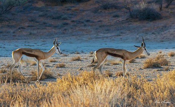 AFSP00040 - Springbok