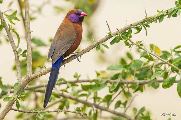 AFVW00029 - Violet-eared Waxbill