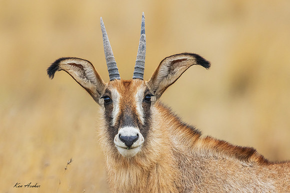 AFRA00269 - Roan Antelope