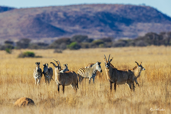 AFRA00049 - Roan Antelope