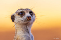 AFMT00351 - Meerkat