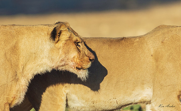 AFBL00022 - Black-maned Lion