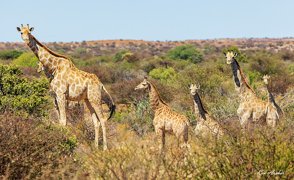 AFGF00076 - Giraffe