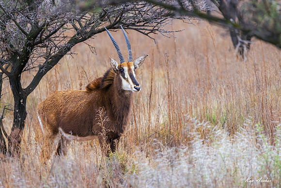 AFSA00102 - Sable Antelope