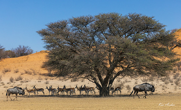 AFSP00068 - Springbok