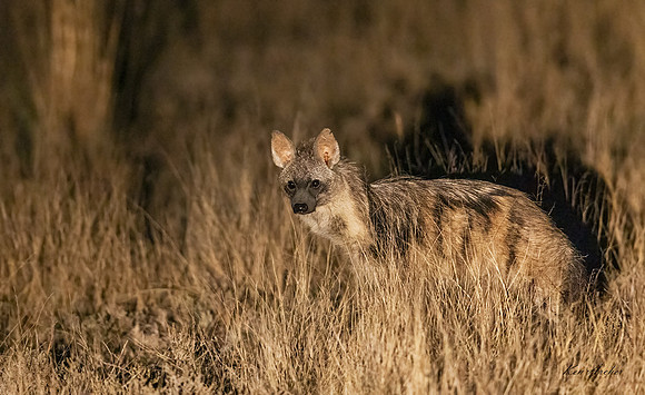 AFAW00016 - Aardwolf