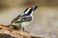 AFPB00029 - Pied Barbet