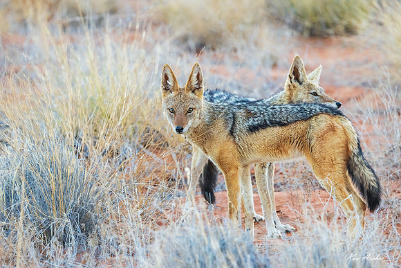 AFBJ00117 - Black-backed Jackal