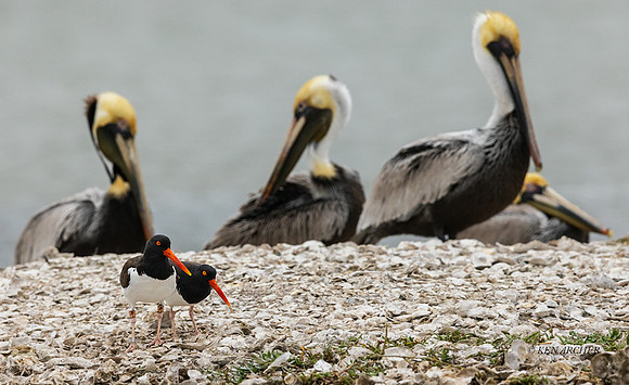 TXAO00018 - American Oystercatcher