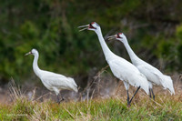 TXWC00509 - Whooping Crane