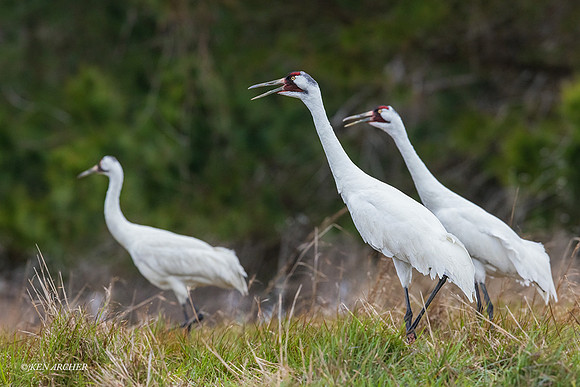 TXWC00509 - Whooping Crane
