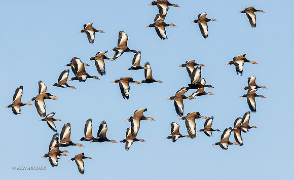 TXWD00128 - Black-bellied Whistling Duck