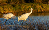 TXWC00651 - Whooping Crane