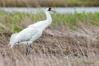 TXWC01950 - Whooping Crane