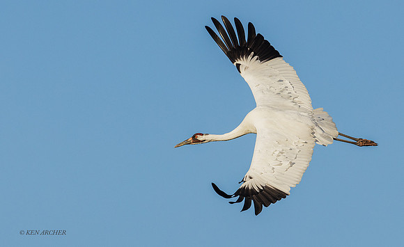 TXWC00871 - Whooping Crane