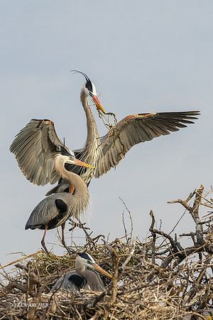 TXBH00012v _ Great Blue Heron