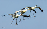 TXWC01510 - Whooping Crane