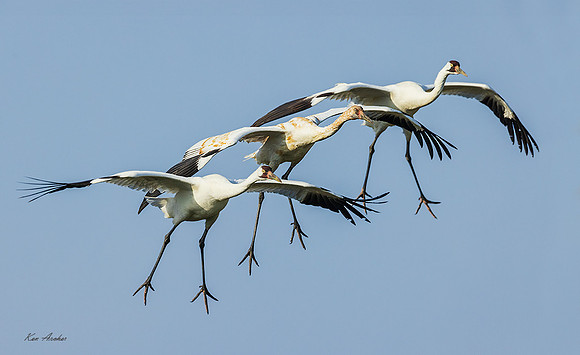 TXWC01510 - Whooping Crane