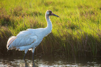 TXWC00988 - Whooping Crane