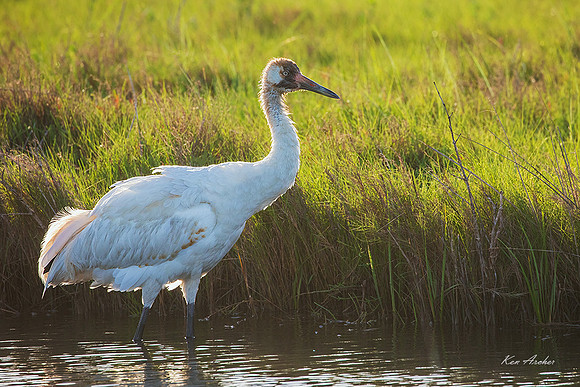 TXWC00988 - Whooping Crane