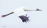TXWC01400 - Whooping Crane
