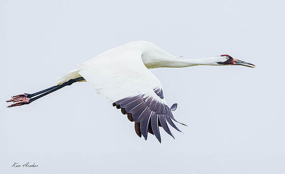 TXWC01400 - Whooping Crane